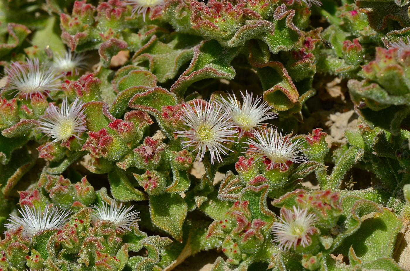 Изображение особи Mesembryanthemum crystallinum.