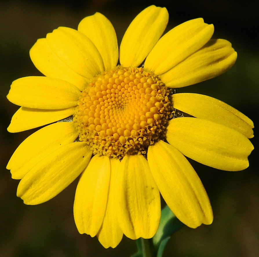 Image of Glebionis segetum specimen.