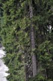 Picea orientalis. Средняя часть ствола. Карачаево-Черкесия, поселок Домбай, берег реки Аманауз. 28.07.2014.