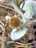 Inula heterolepis. Отцветшее соцветие. Турция, пров. Анталья, р-н Кемер, окр. пос. Бельдиби, предгорья. 17.08.2014.