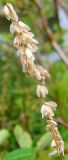 Melica altissima. Соцветие. Республика Татарстан, Бавлинский р-н, пойма р. Ик. 30.07.2009.
