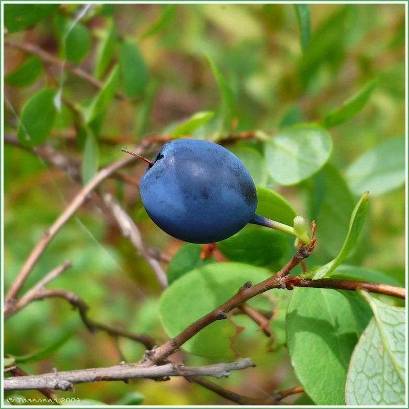 Image of Vaccinium uliginosum specimen.