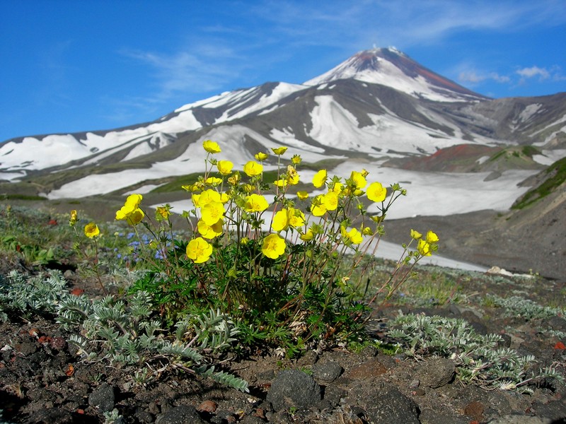 Изображение особи род Potentilla.