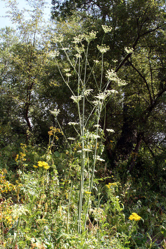 Image of Paraligusticum discolor specimen.