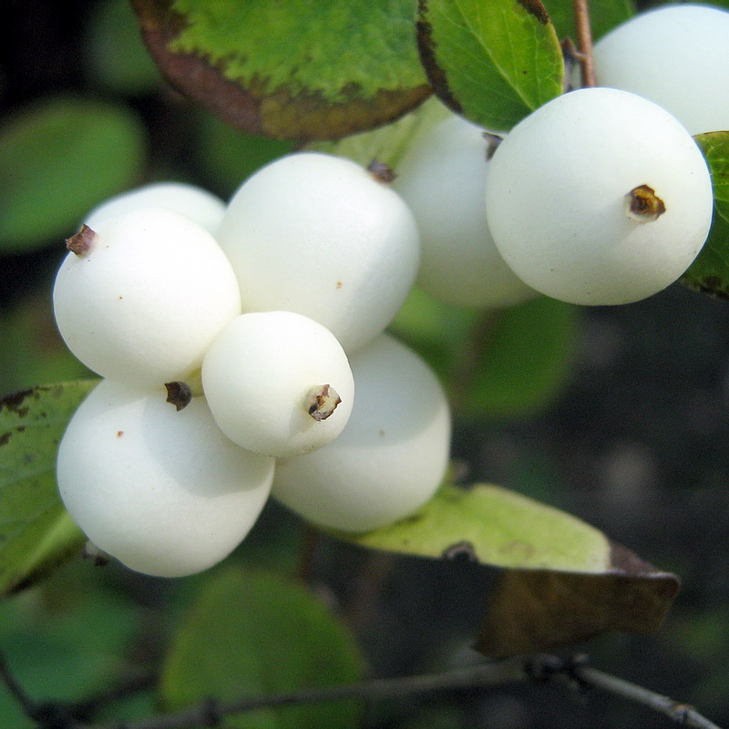 Image of Symphoricarpos albus var. laevigatus specimen.