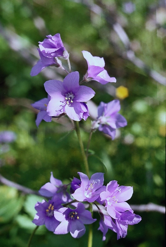 Image of Polemonium caeruleum specimen.