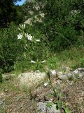Campanula taurica
