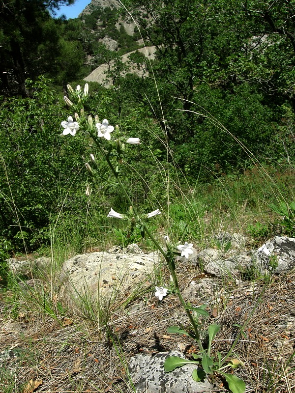 Image of Campanula taurica specimen.