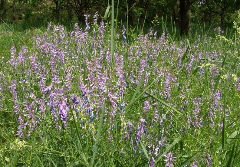 Image of Vicia tenuifolia specimen.