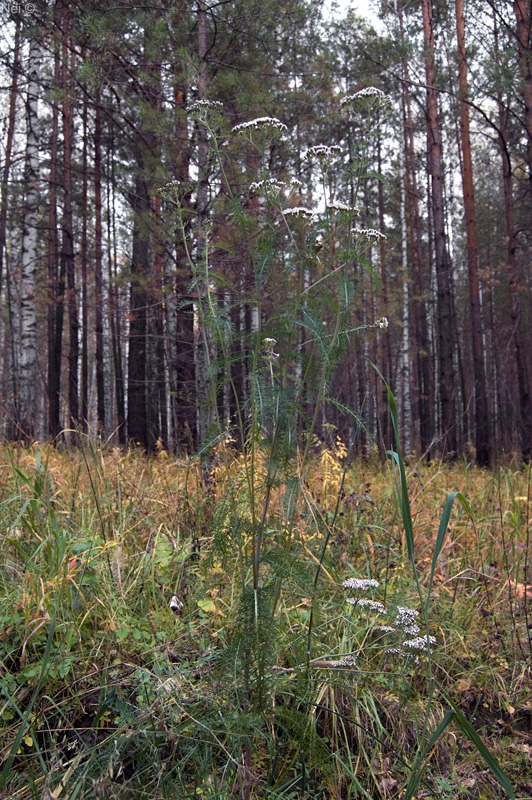 Image of genus Achillea specimen.