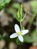 Centaurium meyeri. Аномальный цветок с четырьмя лепестками. Узбекистан, Ферганская долина, Андижанская обл., Булакбашинский р-н, низкогорья в окр. пос. Ширманбулак, высота 700-850 м н.у.м. 11.06.2015.