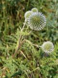 genus Echinops