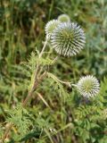 род Echinops. Верхушка растения с соцветиями. Кыргызстан, Чуйская обл., предгорье, восточнее с. Орто-Сай, около грунтовой дороги. 27.06.2015.