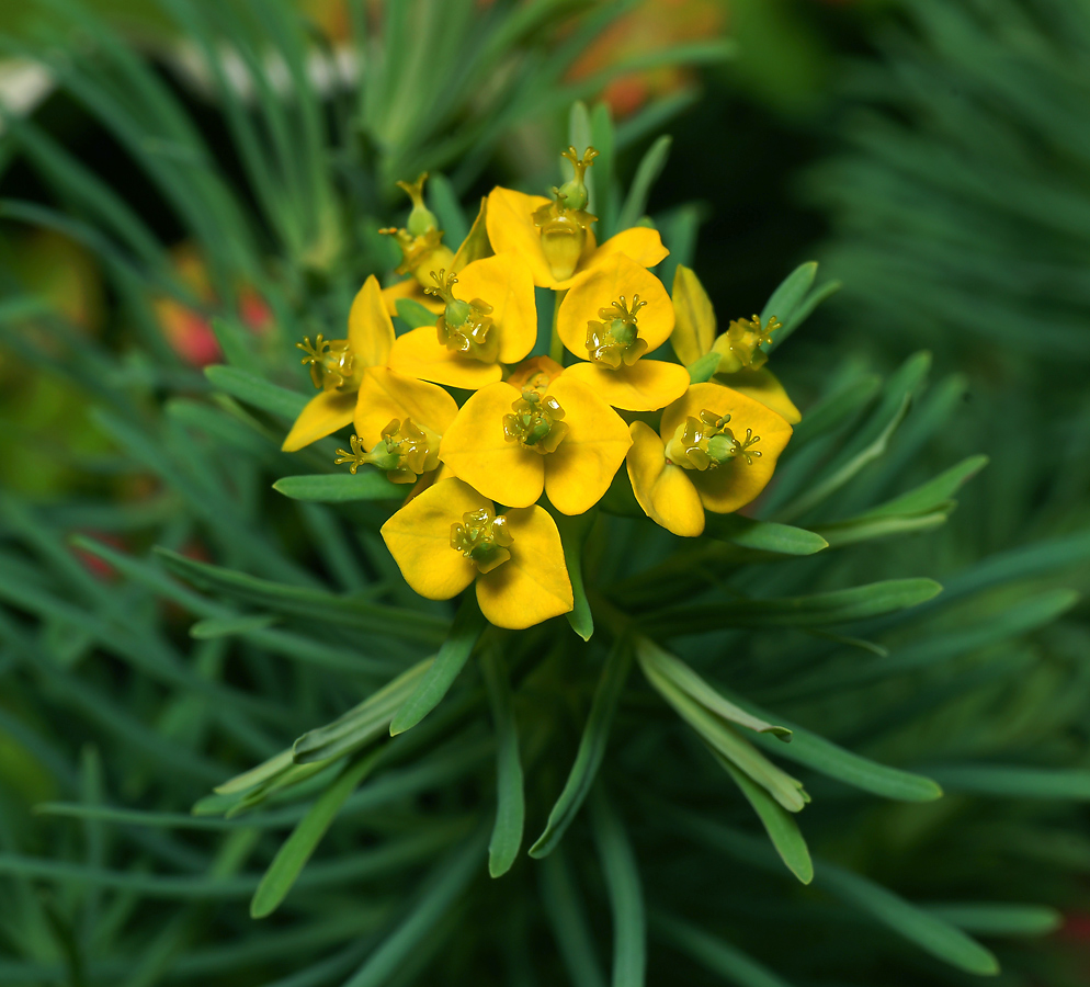 Изображение особи Euphorbia cyparissias.