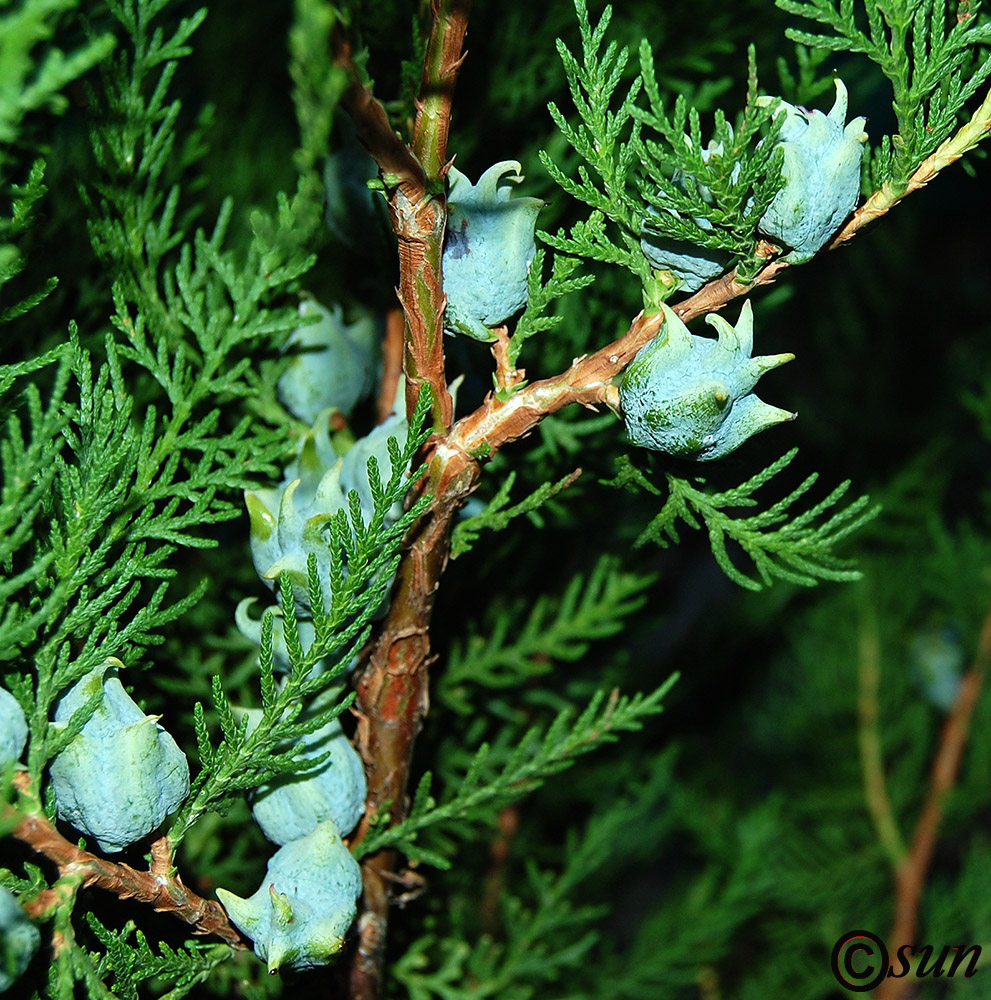 Изображение особи Platycladus orientalis.