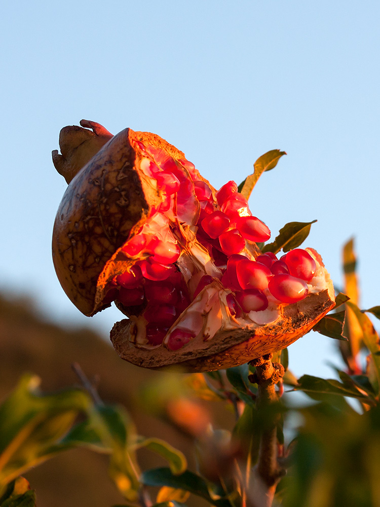 Image of Punica granatum specimen.