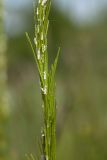 Arabis gerardii