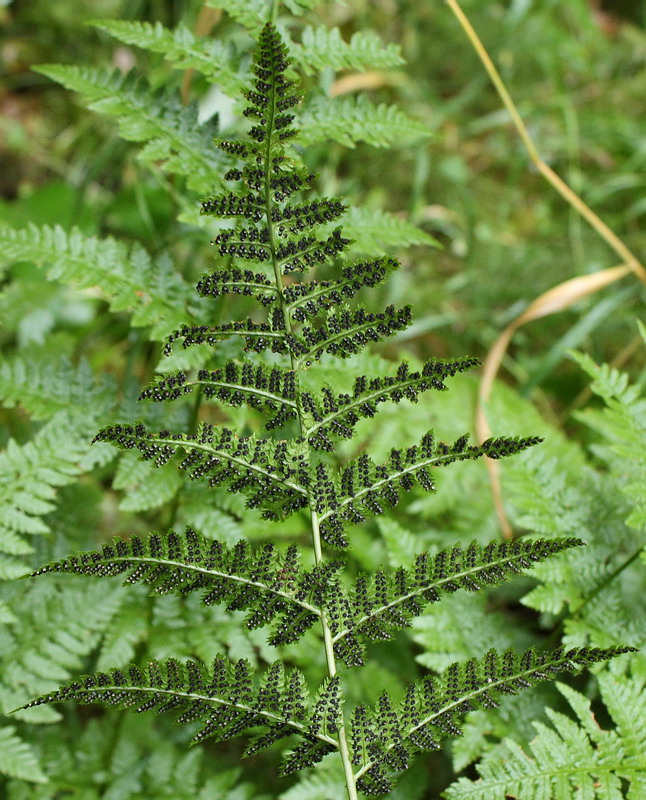 Image of Dryopteris carthusiana specimen.