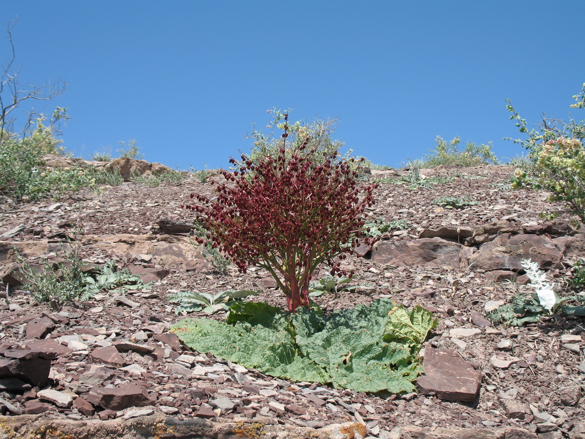 Image of Rheum tataricum specimen.