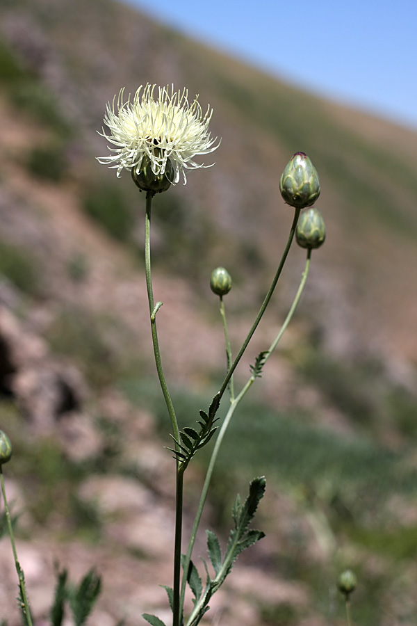 Изображение особи Rhaponticoides ruthenica.