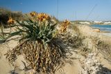 Pancratium maritimum. Плодоносящее растение на песчаной дюне на берегу. Греция, Эгейское море, о. Парос, окр. пос. Санта Мария. 20.12.2015.