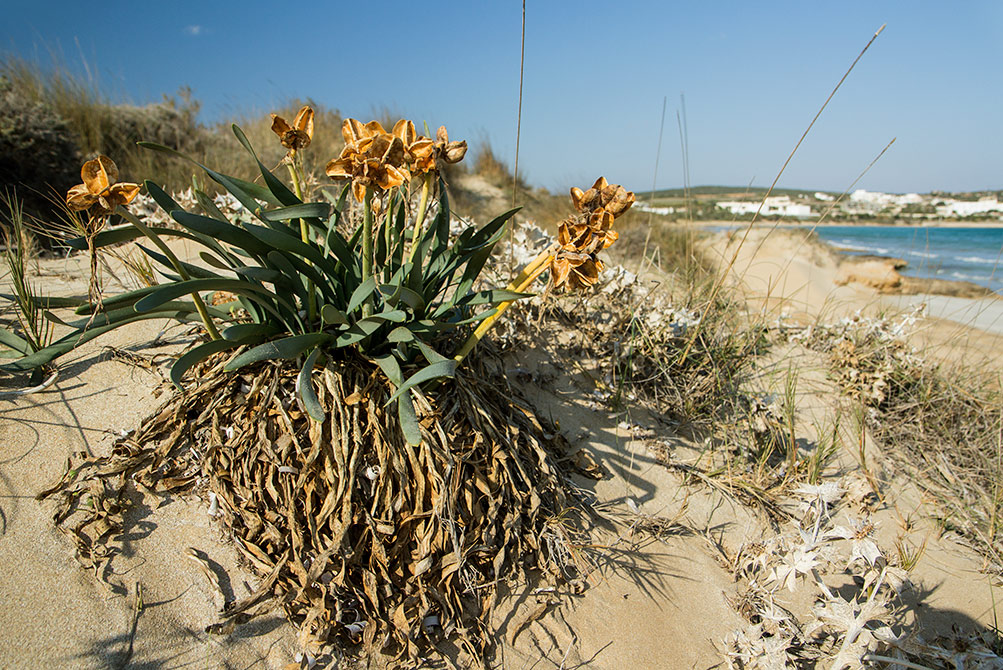 Изображение особи Pancratium maritimum.