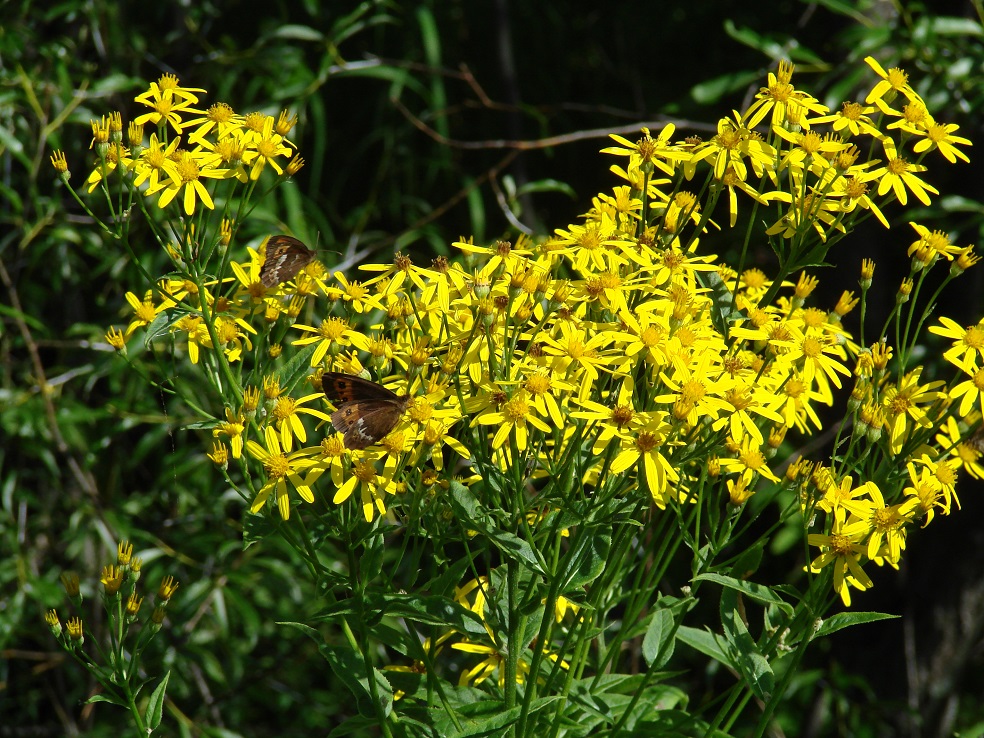 Image of Senecio nemorensis specimen.