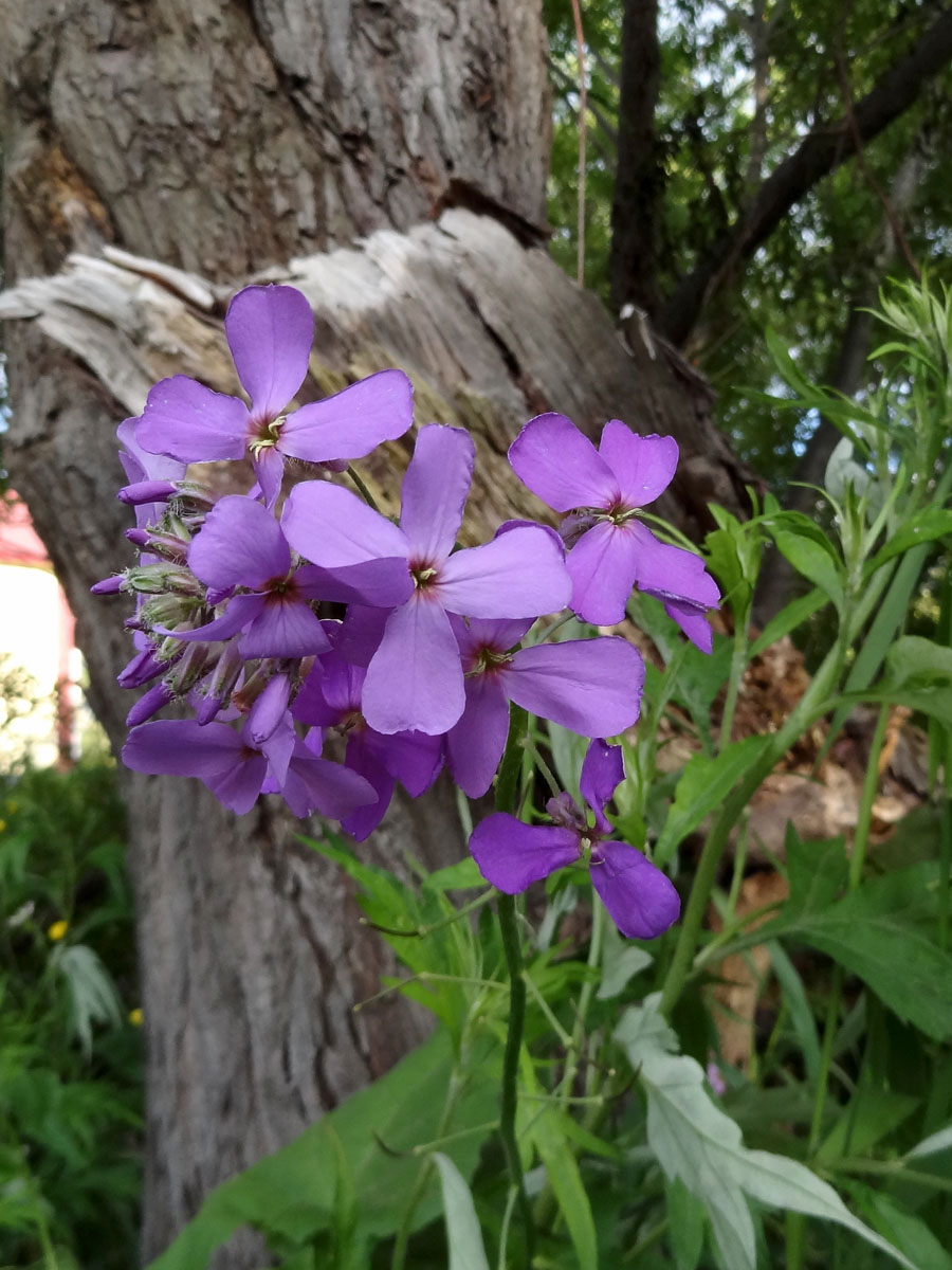 Image of Hesperis matronalis specimen.