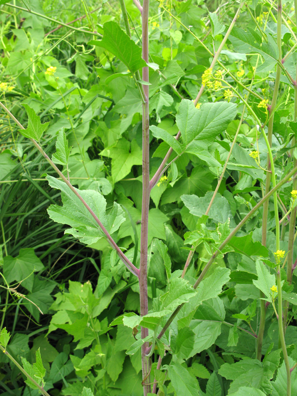Image of Brassica nigra specimen.