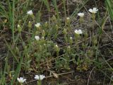 Cerastium arvense