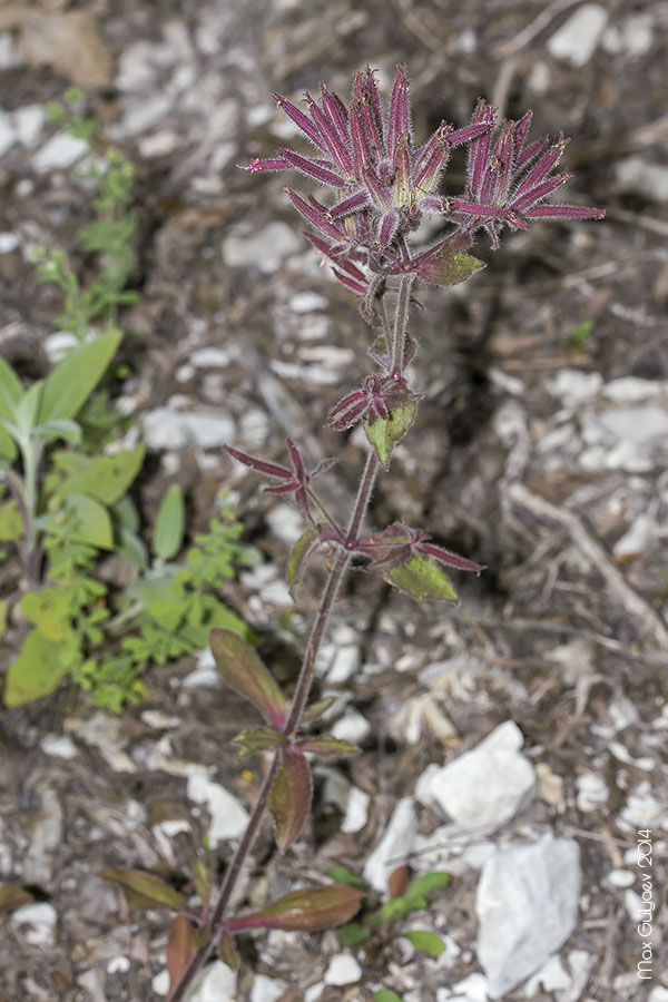 Image of Saponaria glutinosa specimen.