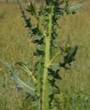 Cirsium alatum