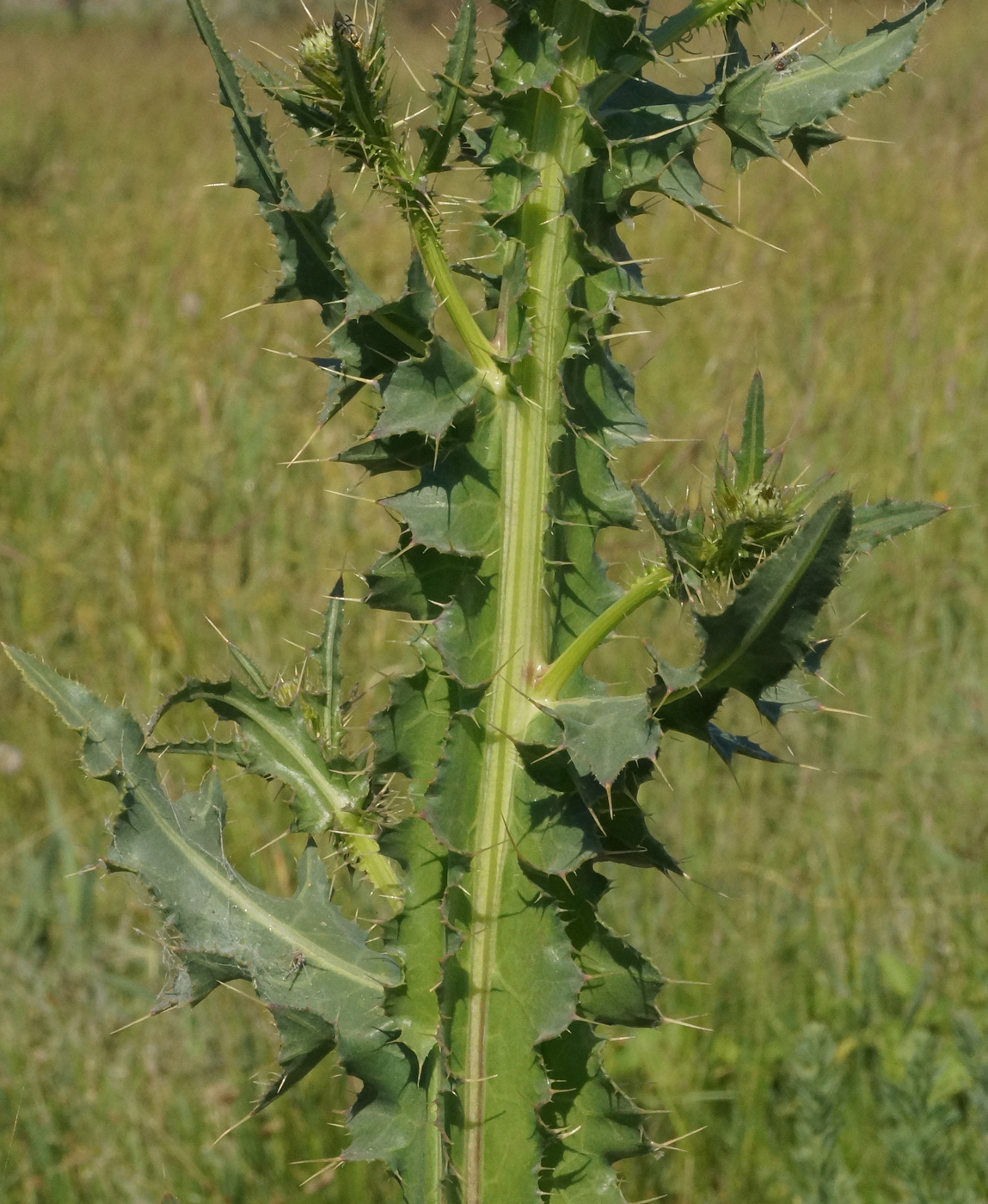 Изображение особи Cirsium alatum.