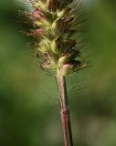 Setaria pumila