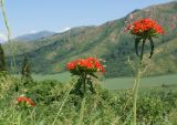 Lychnis chalcedonica