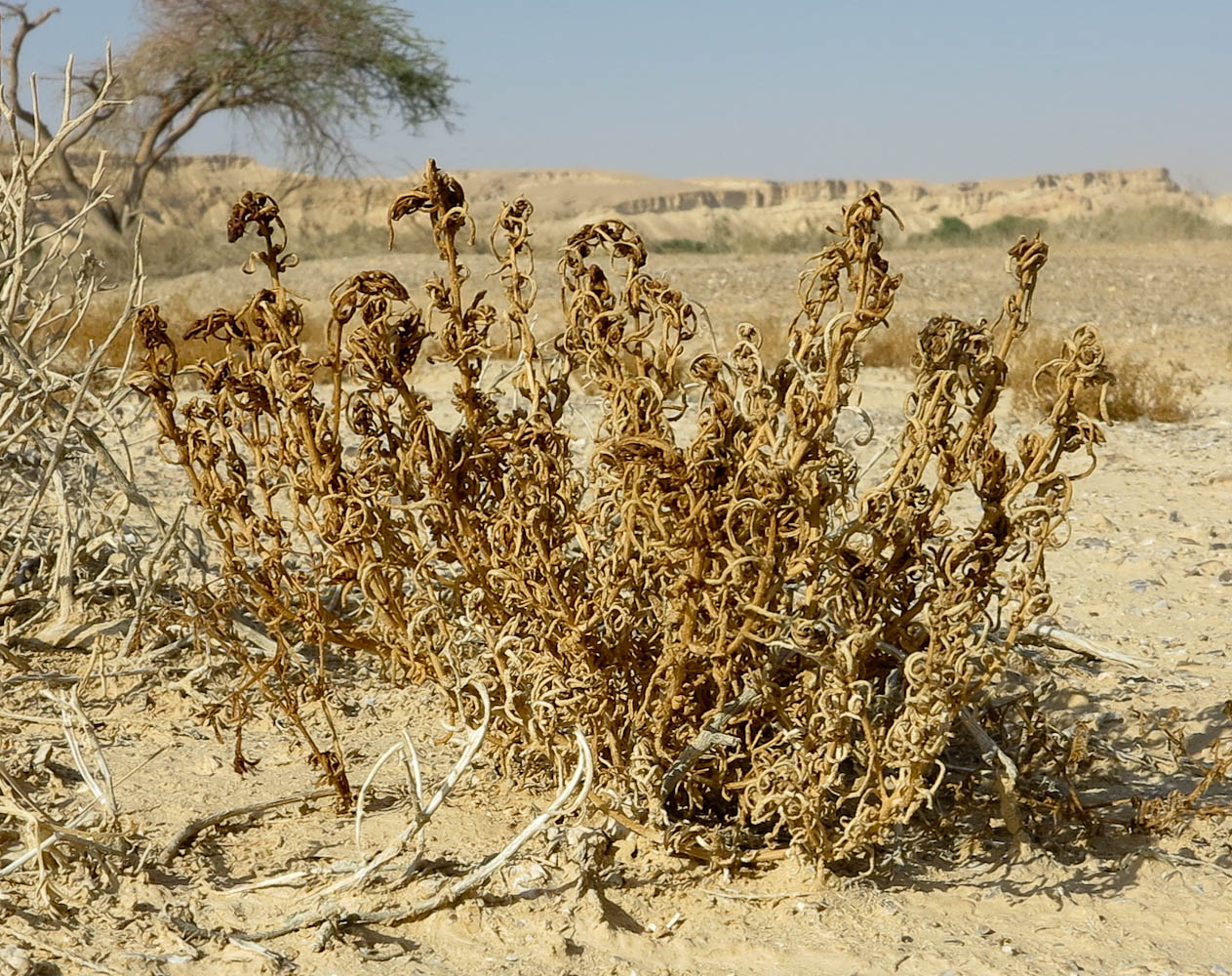 Изображение особи Suaeda aegyptiaca.