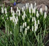 Muscari botryoides