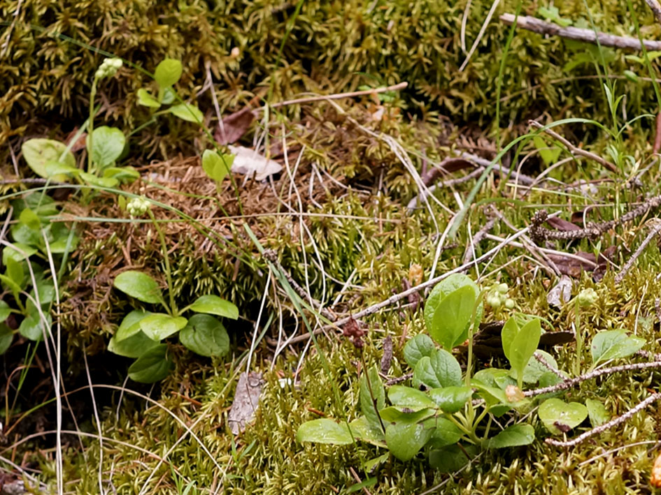 Image of Orthilia obtusata specimen.