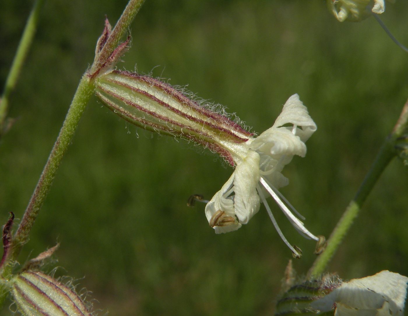 Изображение особи Silene dichotoma.