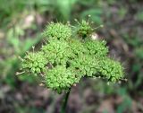 Image of taxon representative. Author is Геннадий Окатов