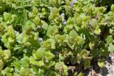 Glechoma hederacea