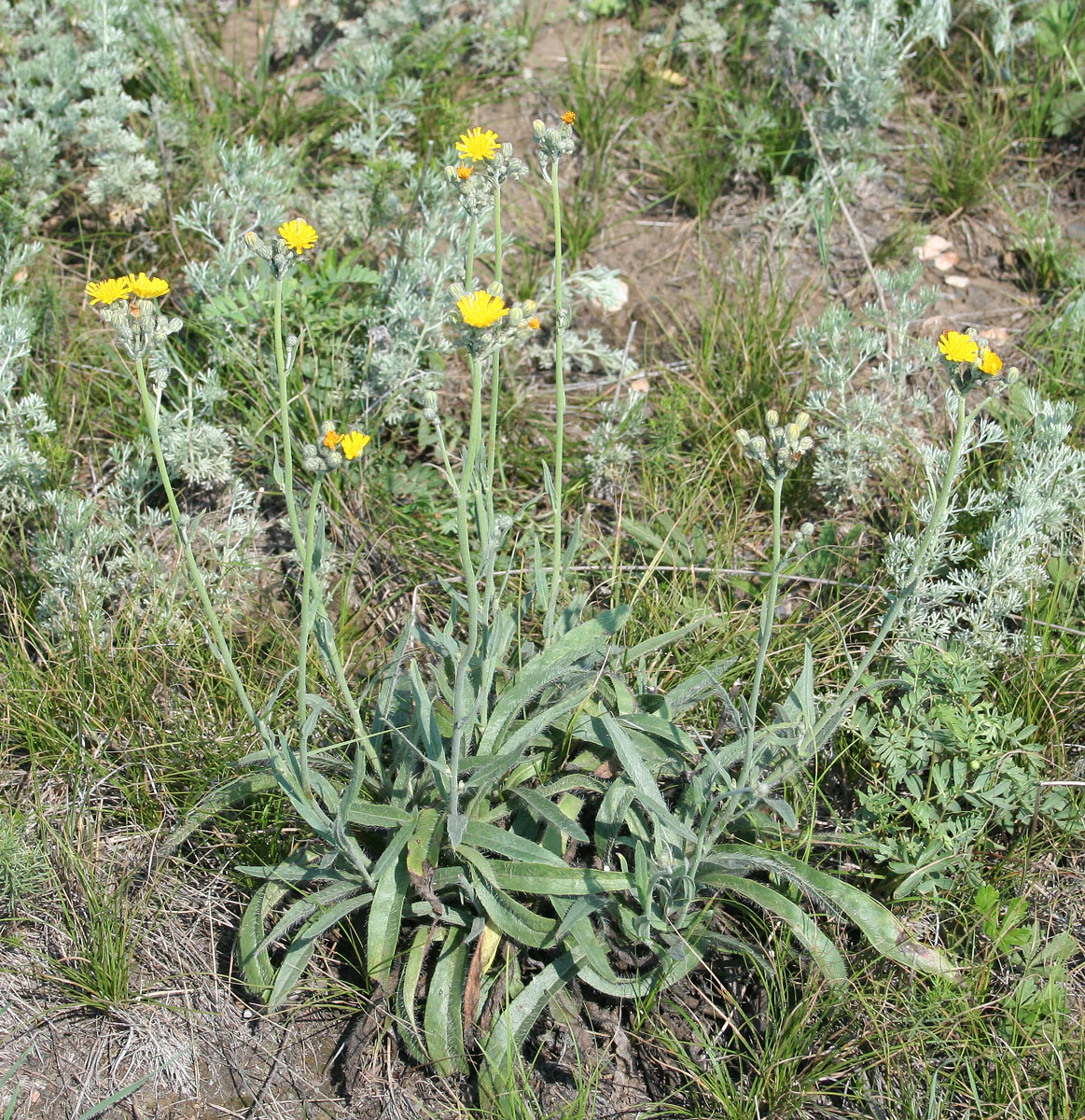 Image of Pilosella echioides specimen.