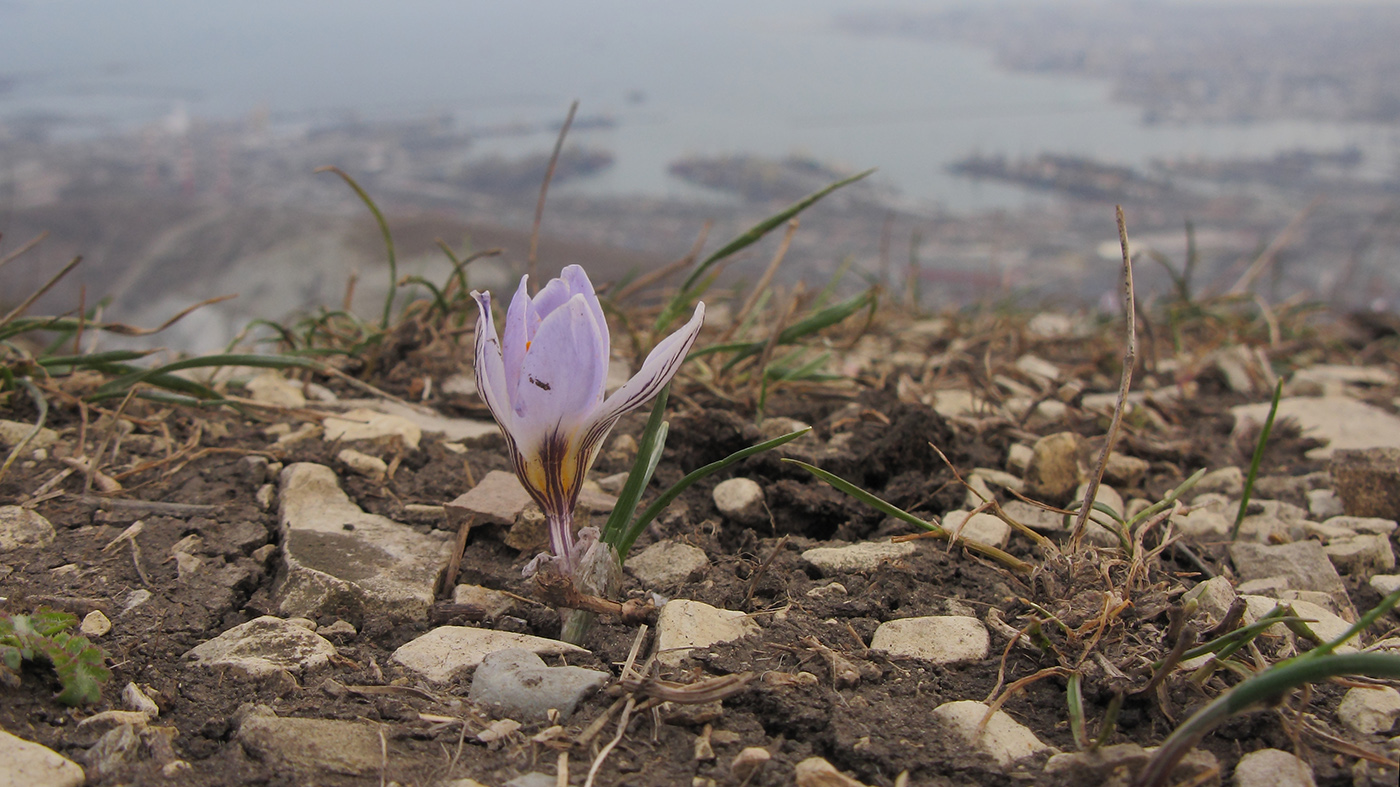 Image of Crocus reticulatus specimen.