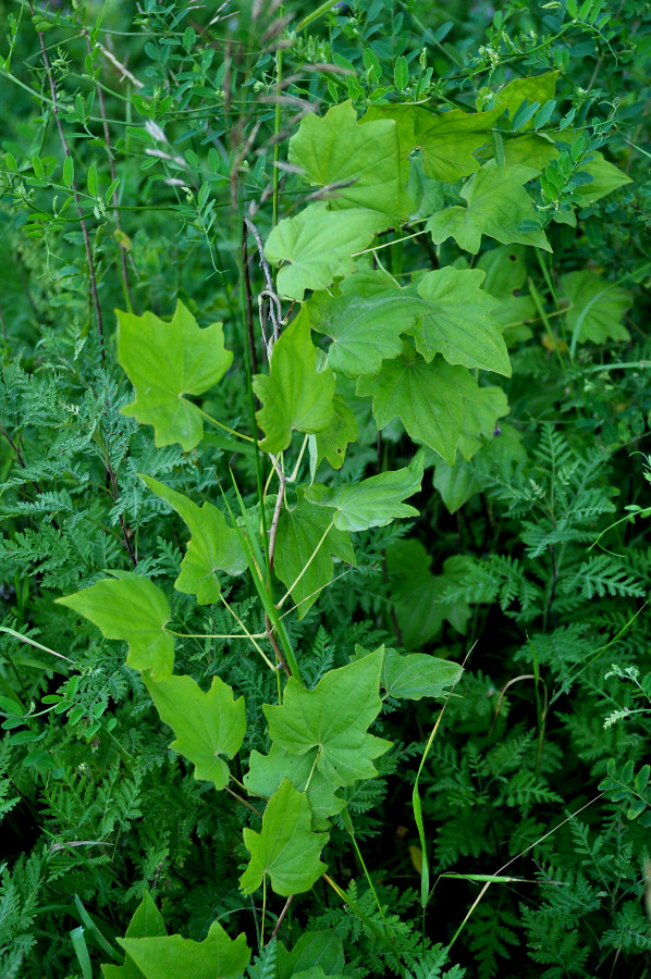 Изображение особи Dioscorea nipponica.