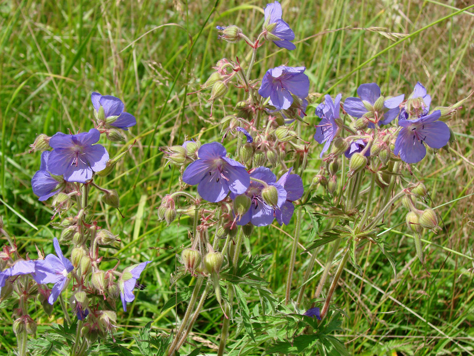 Изображение особи Geranium pratense.