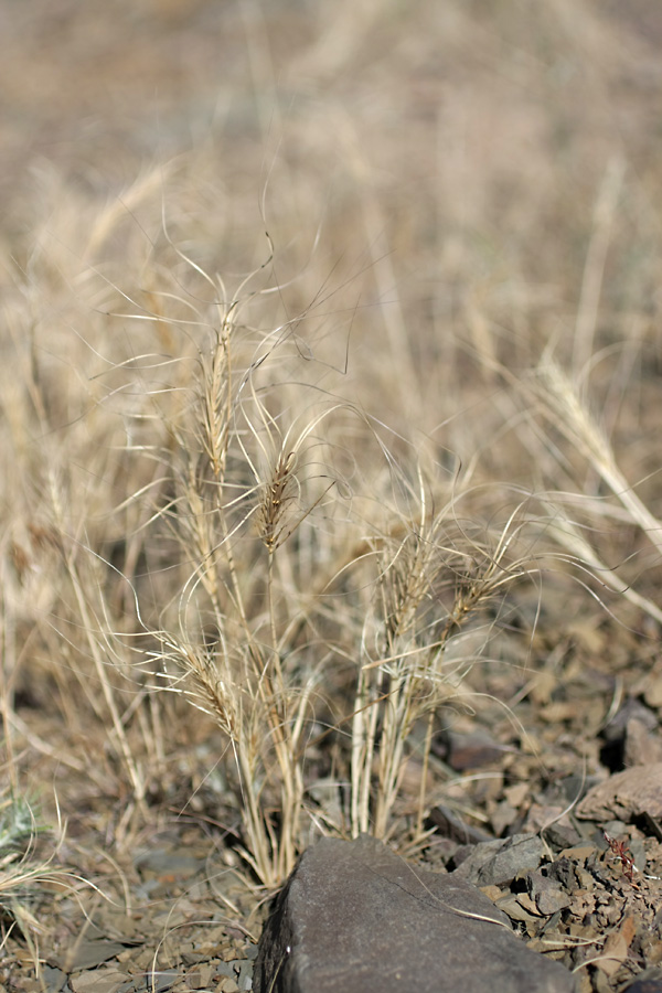 Изображение особи Taeniatherum crinitum.