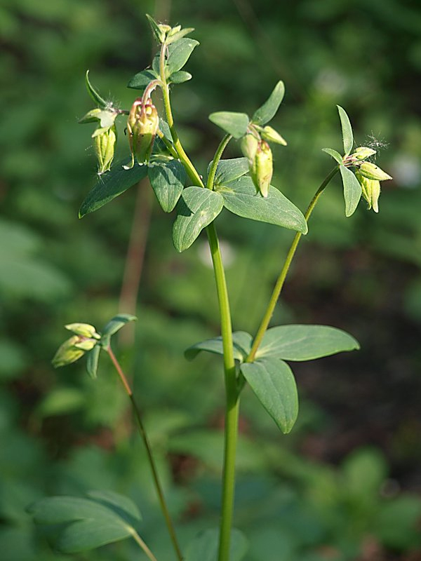 Изображение особи Aquilegia vulgaris.
