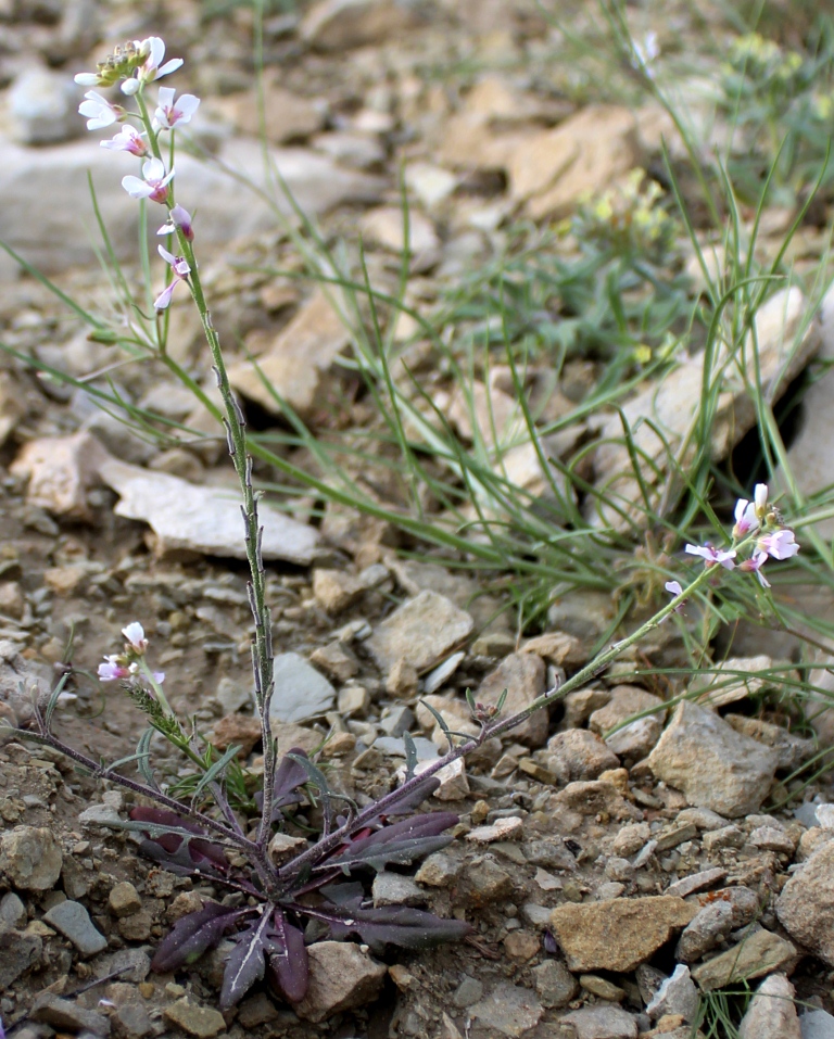 Image of Neotorularia dentata specimen.