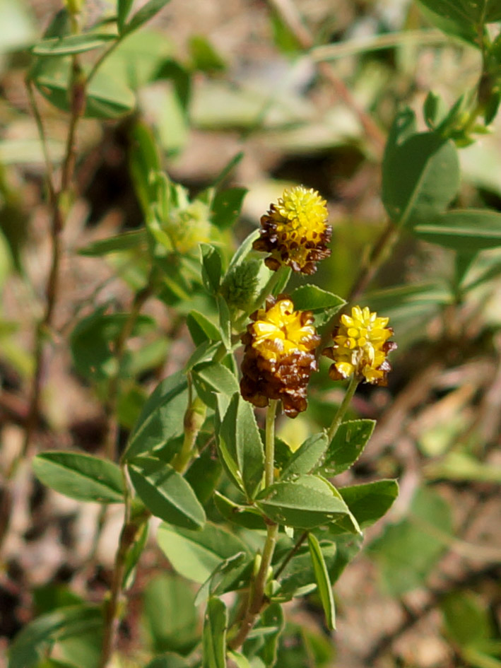 Image of Trifolium spadiceum specimen.