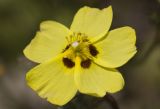 Tuberaria guttata